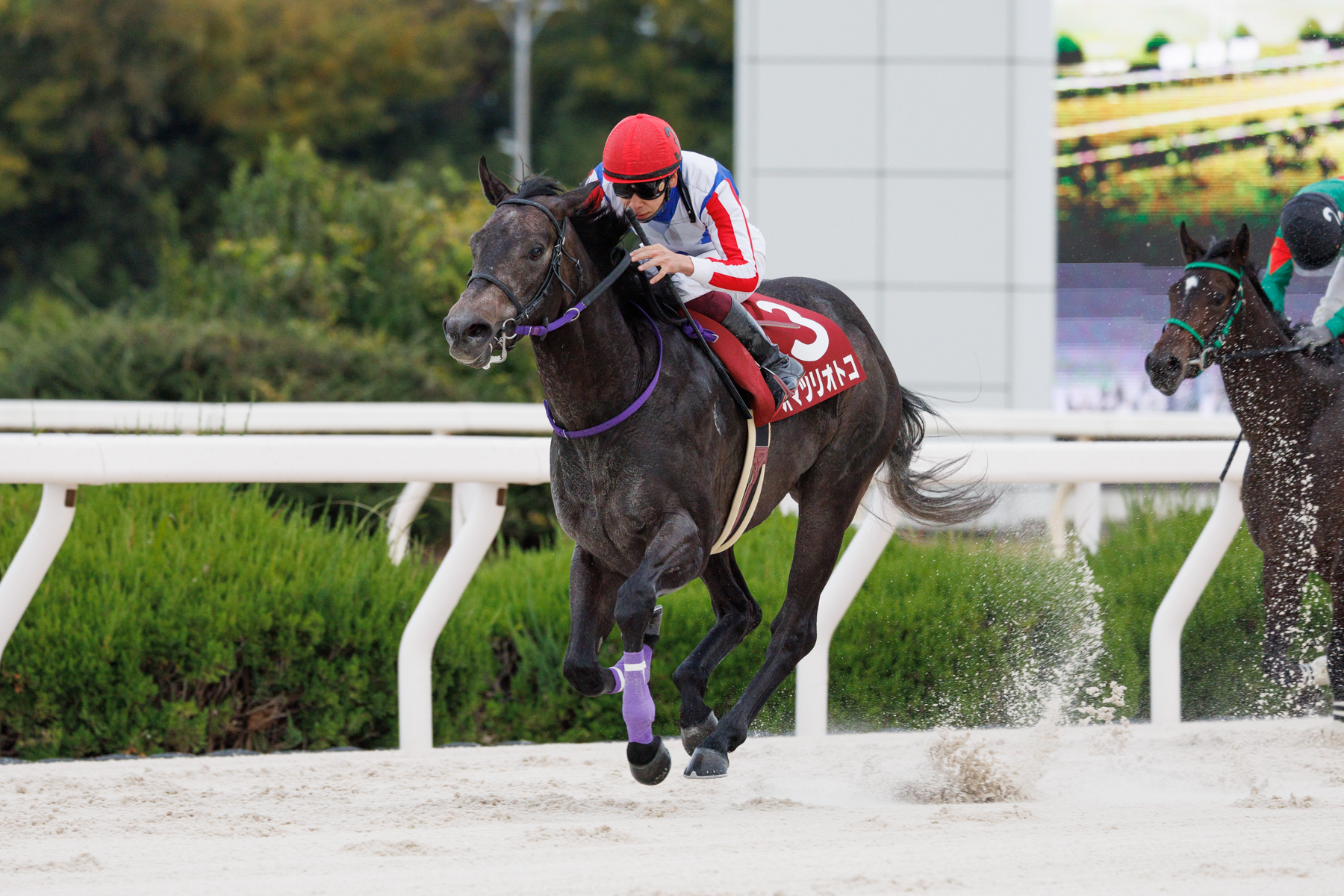 第73回全日本2歳優駿(JpnI) | 川崎競馬 KAWASAKI KEIBA